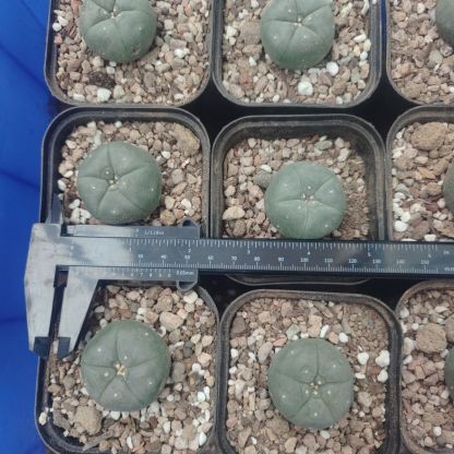 10-25cm Agave desmetiana mediopicta alba 