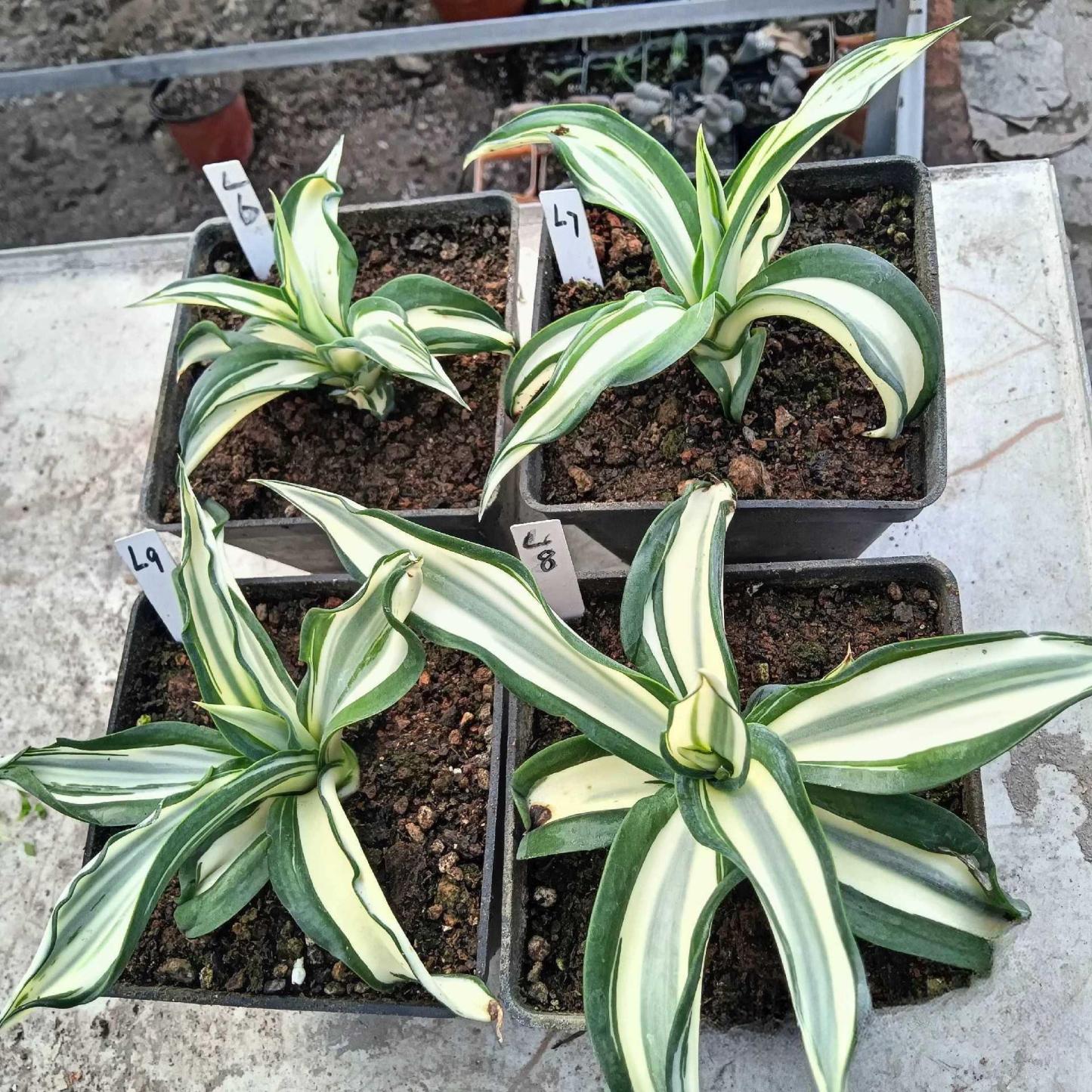 10-25cm Agave desmetiana mediopicta alba 