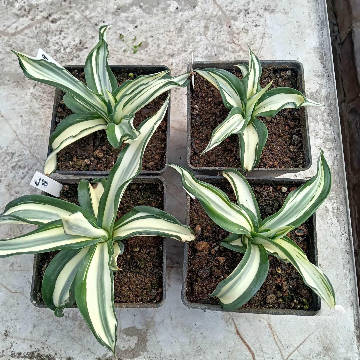 10-25cm Agave desmetiana mediopicta alba 