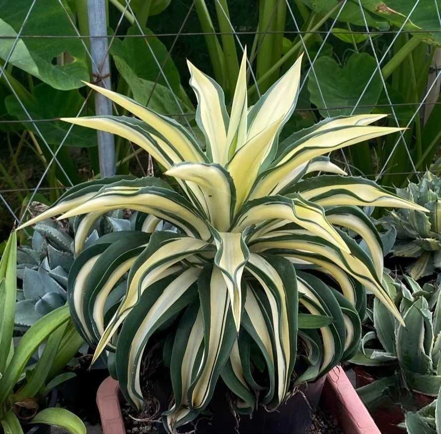 10-25cm Agave desmetiana mediopicta alba （yellow）