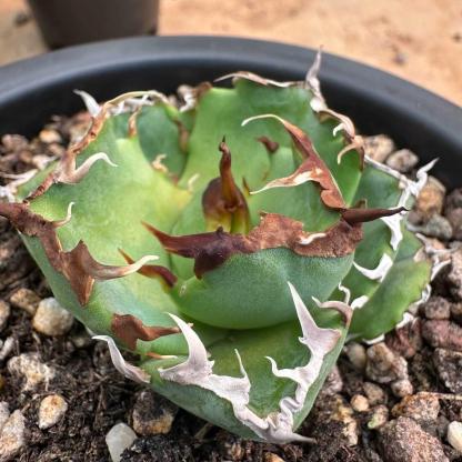 8-10cm Agave oteroi 'Crab'（subadult）