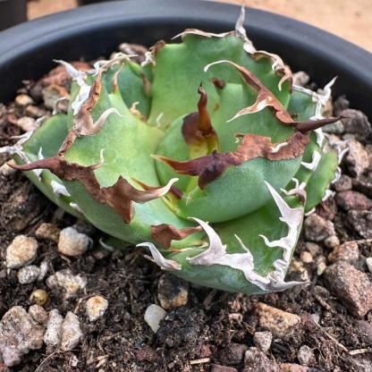 5-15cm Agave oteroi 'Crab'