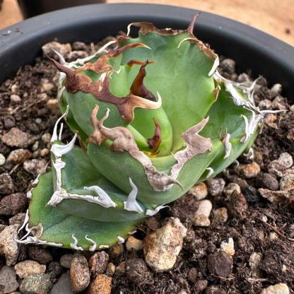 5-7cm Agave oteroi 'Crab'