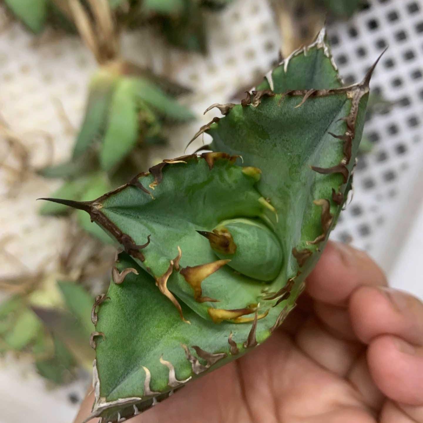 5-15cm Agave oteroi 'Crab'