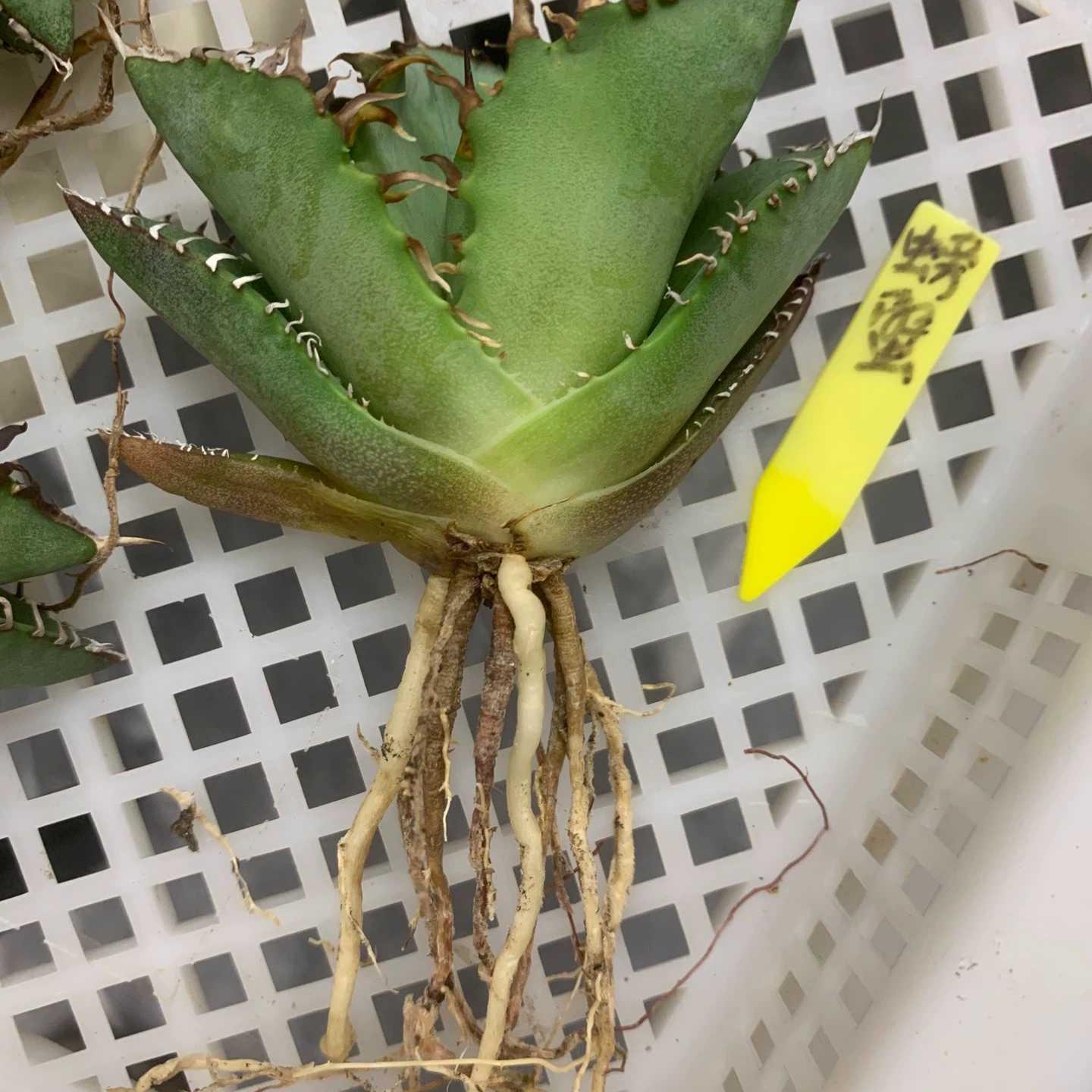 5-15cm Agave oteroi 'Crab'