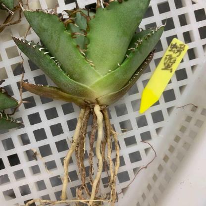 5-15cm Agave oteroi 'Crab'