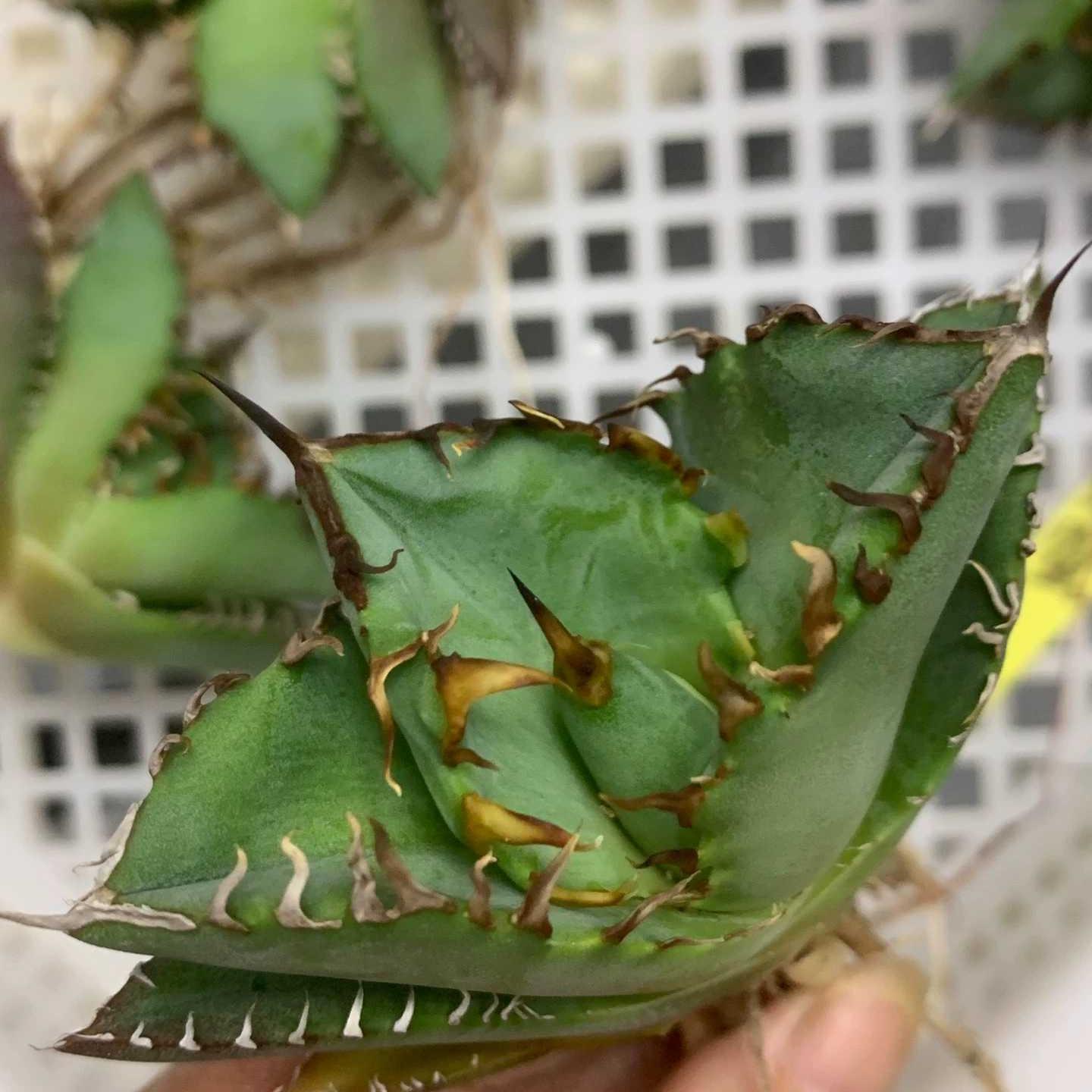 5-15cm Agave oteroi 'Crab'