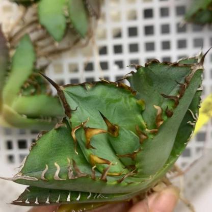 5-15cm Agave oteroi 'Crab'