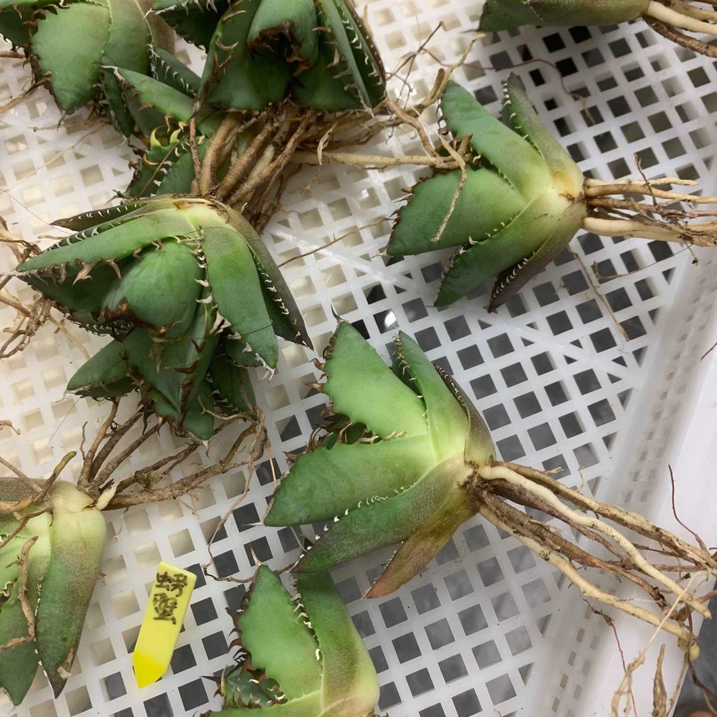 5-15cm Agave oteroi 'Crab'