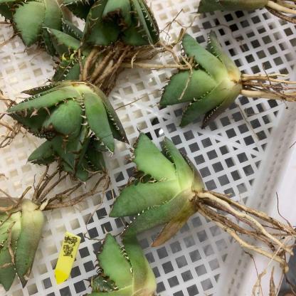 5-15cm Agave oteroi 'Crab'