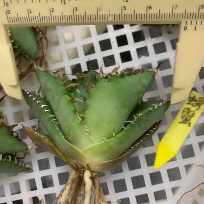 5-15cm Agave oteroi 'Crab'