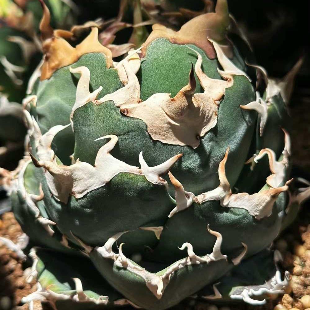 3-15cm Agave oteroi 'Hakugei'