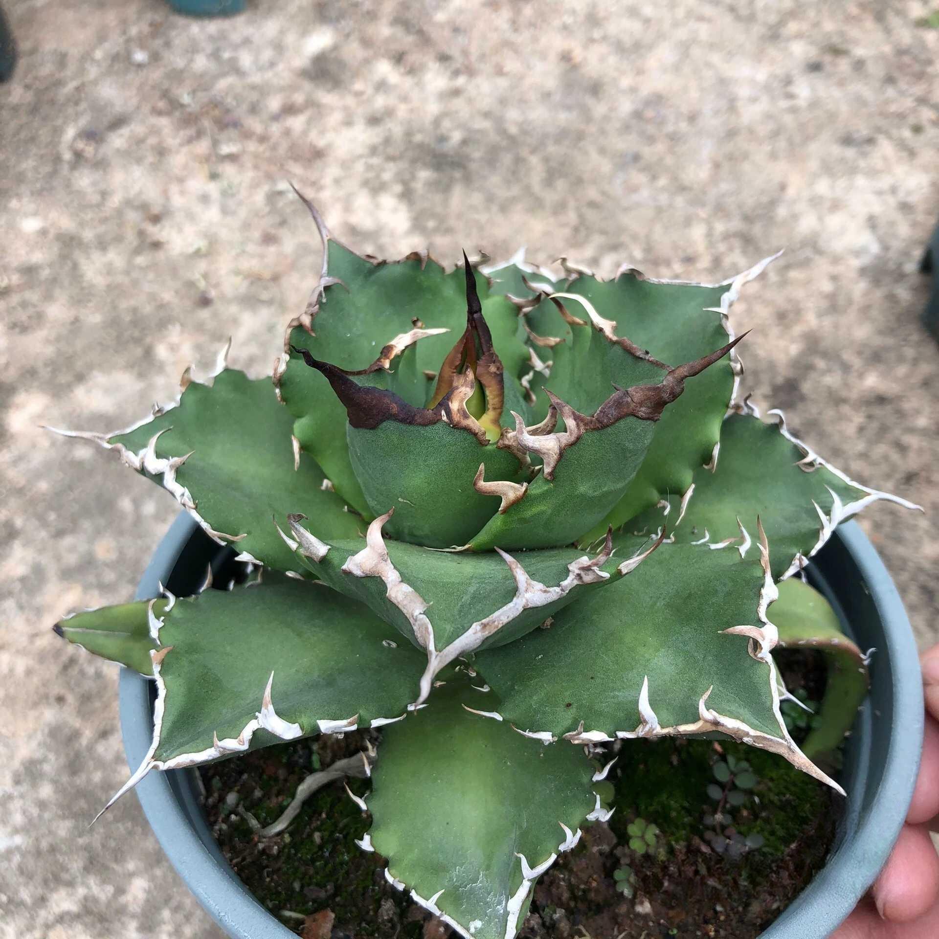 8-15cm Agave oteroi 'Solar Eclipse'
