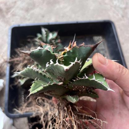 8-15cm Agave oteroi 'Solar Eclipse'