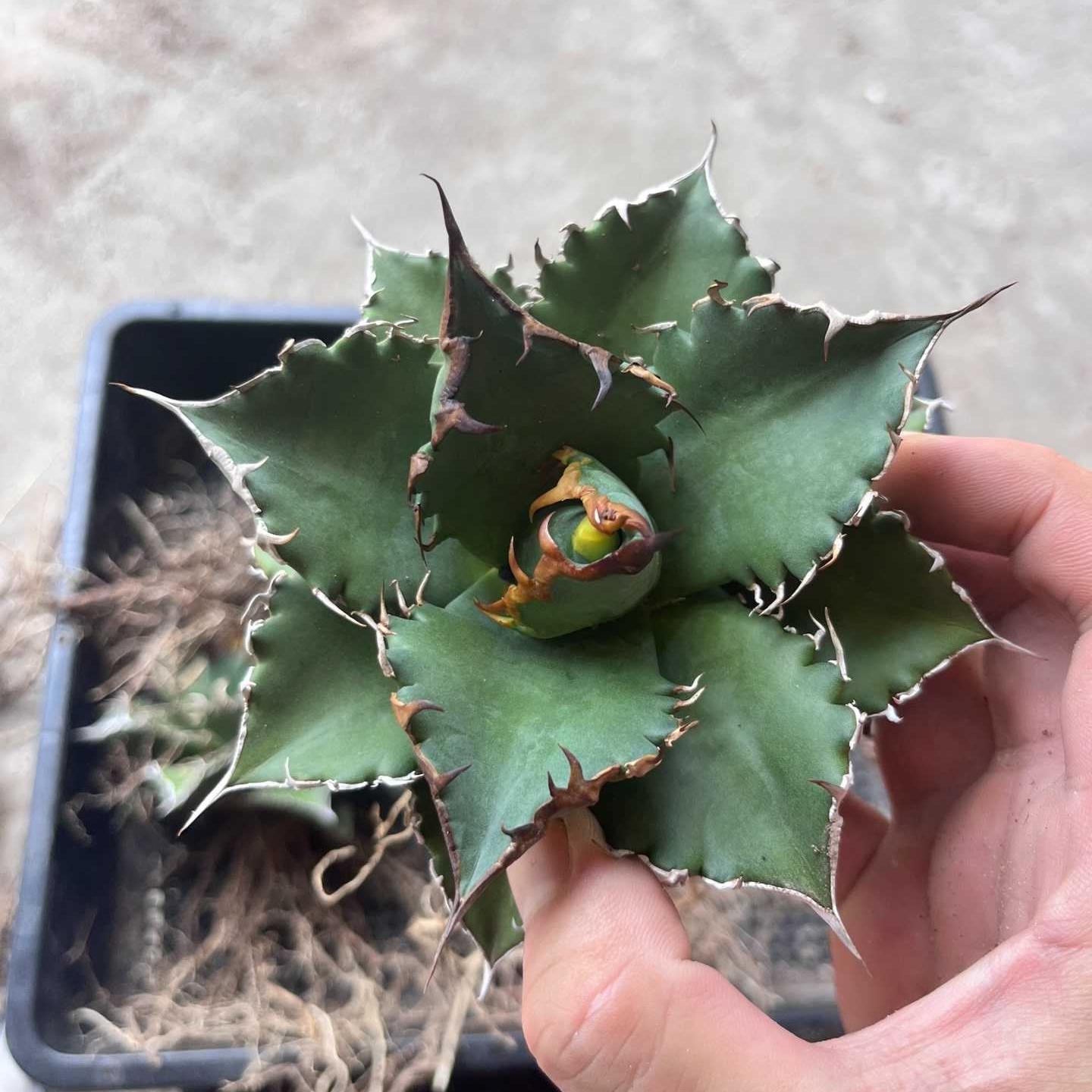 8-15cm Agave oteroi 'Solar Eclipse'