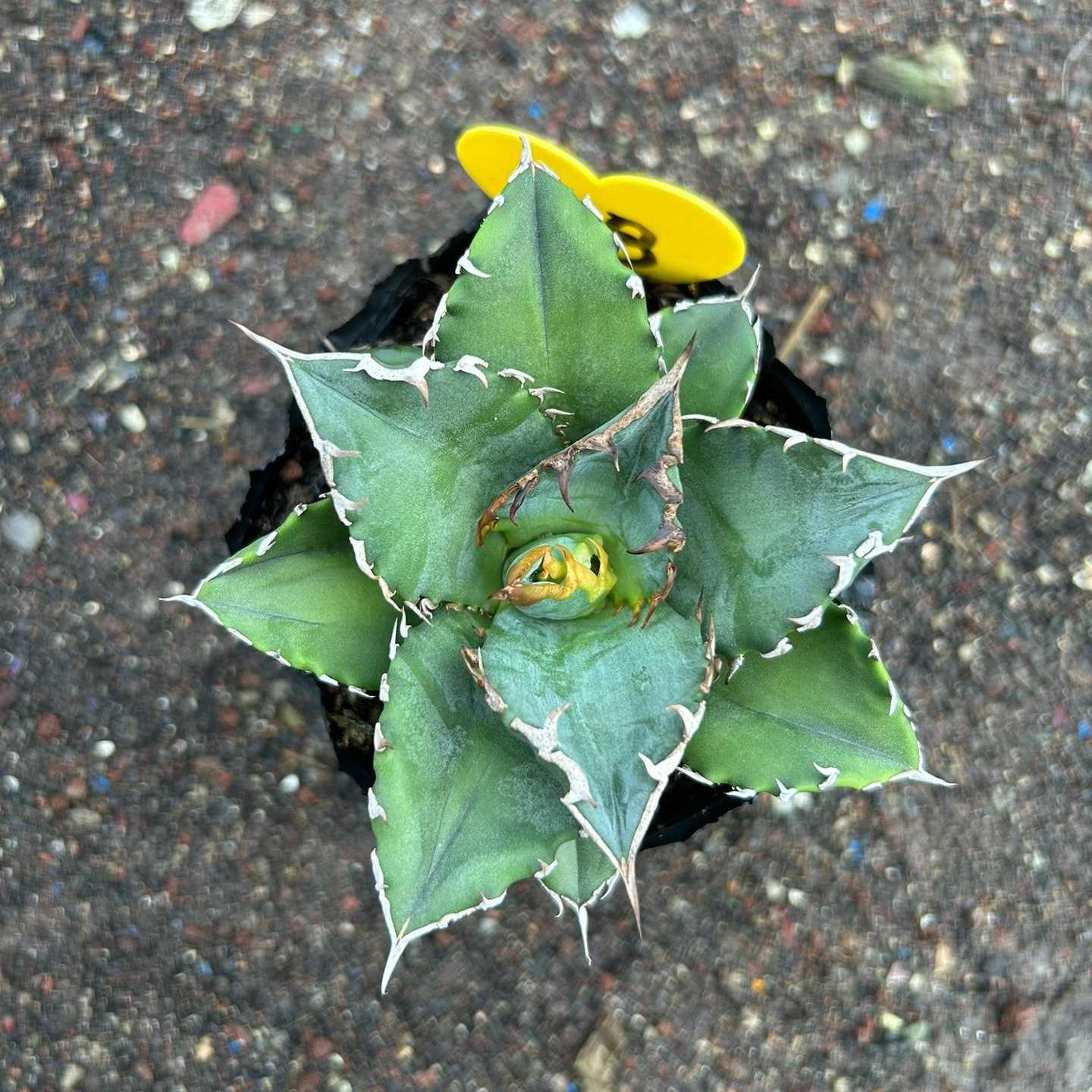 8-15cm Agave oteroi 'Solar Eclipse'