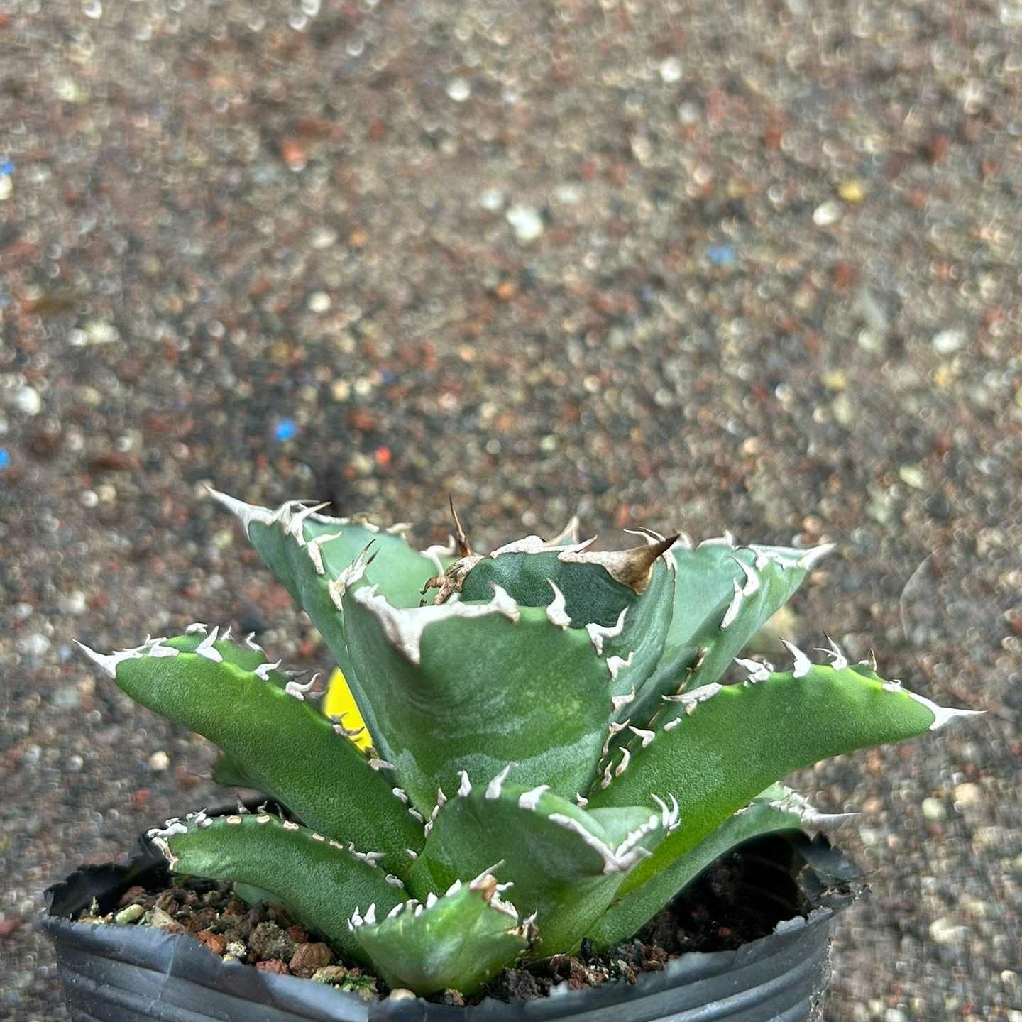 8-15cm Agave oteroi 'Solar Eclipse'