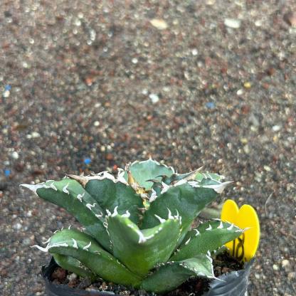 8-15cm Agave oteroi 'Solar Eclipse'