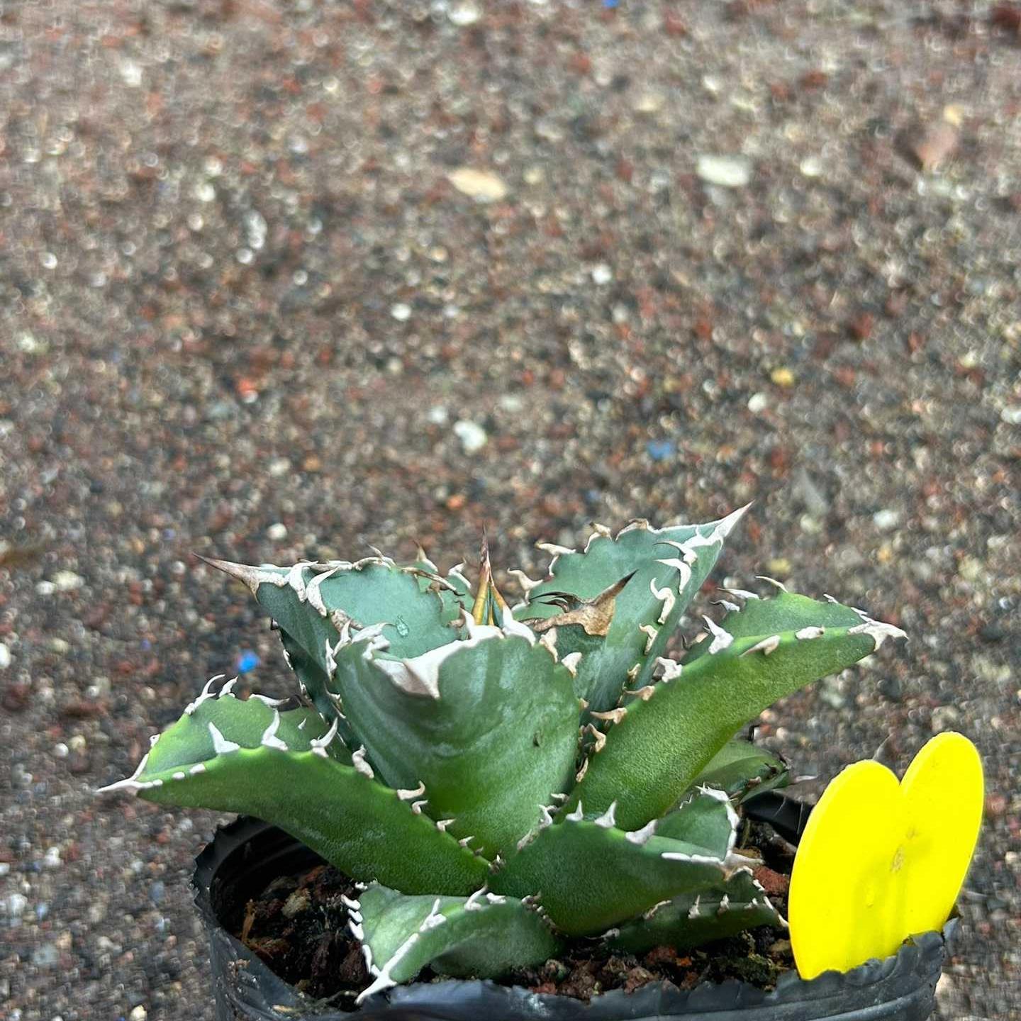 8-15cm Agave oteroi 'Solar Eclipse'