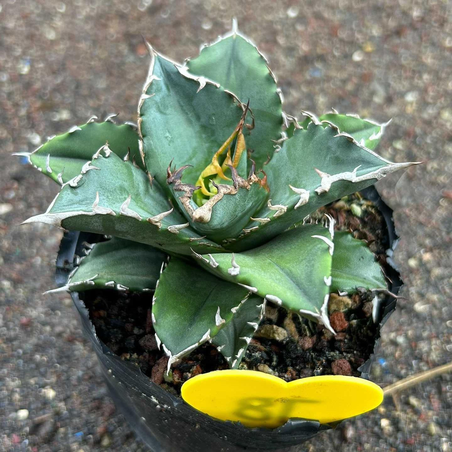 8-15cm Agave oteroi 'Solar Eclipse'