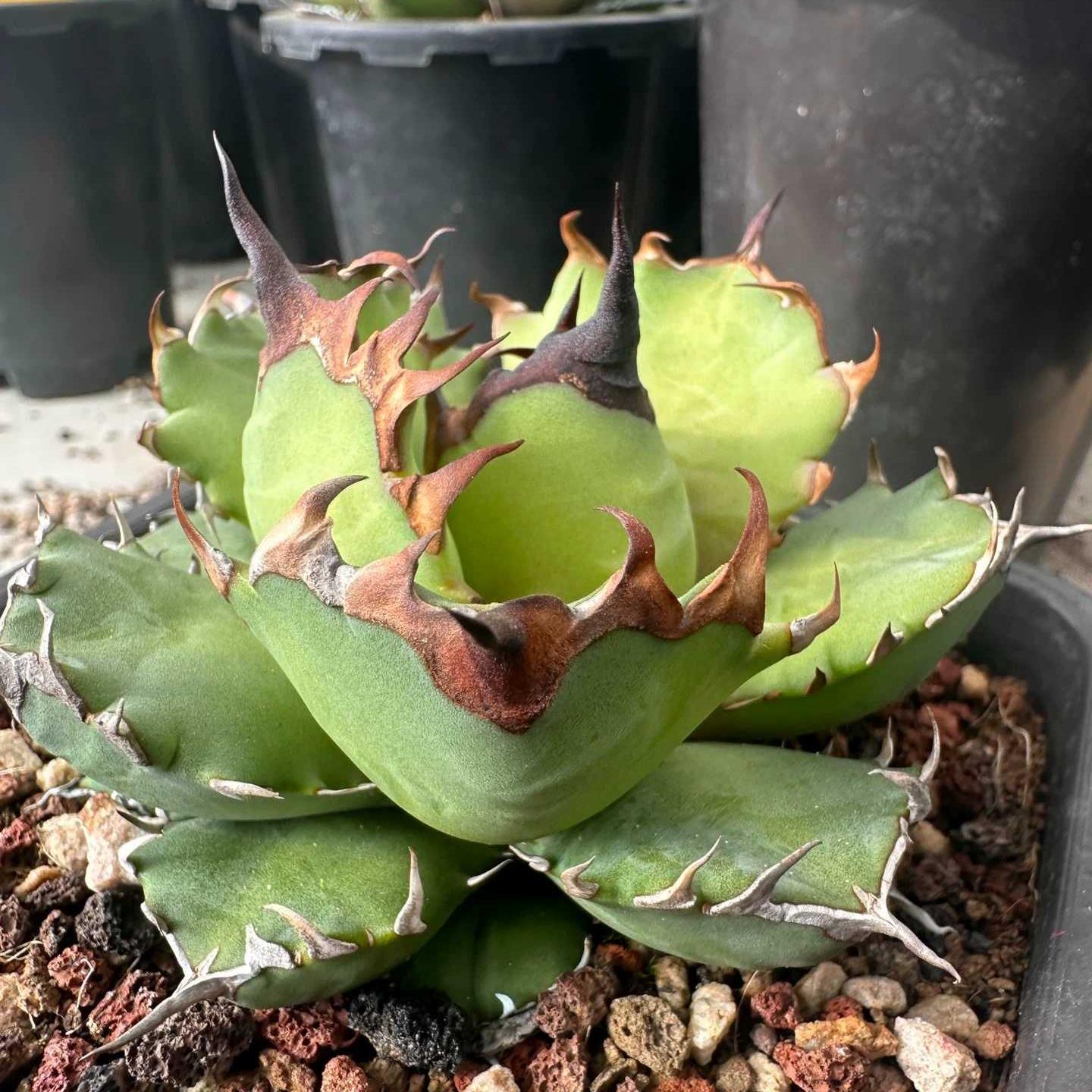 3-8cm Agave Titanota 'Dwarf'