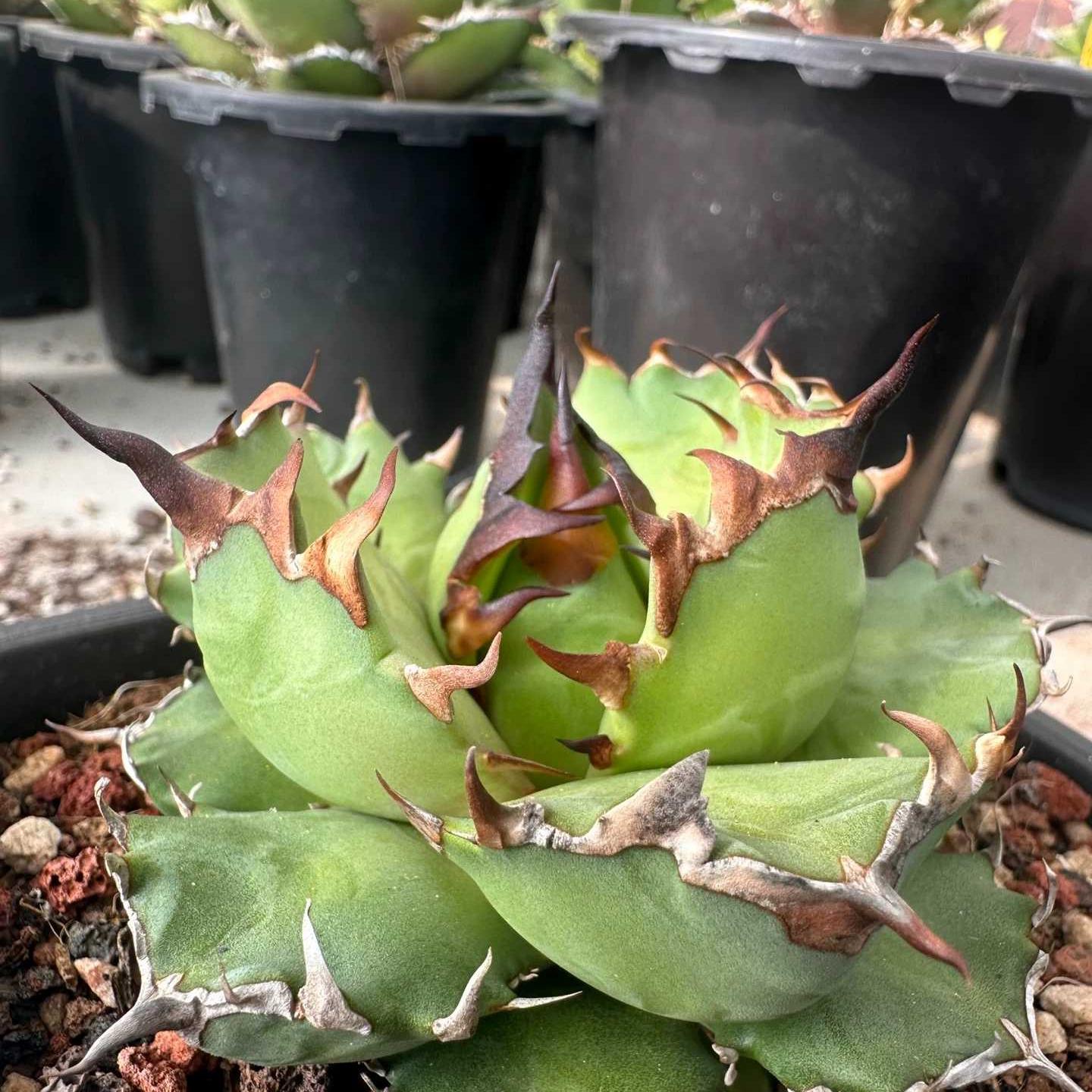 3-8cm Agave Titanota 'Dwarf'