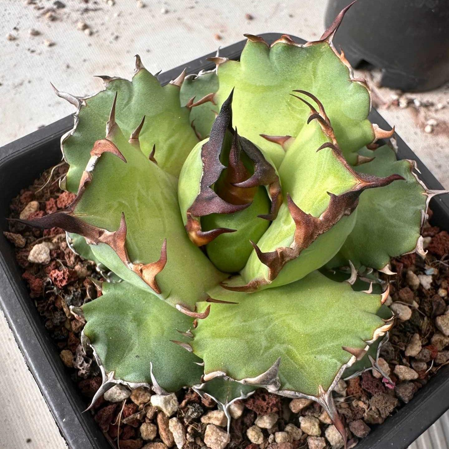 3-8cm Agave Titanota 'Dwarf'
