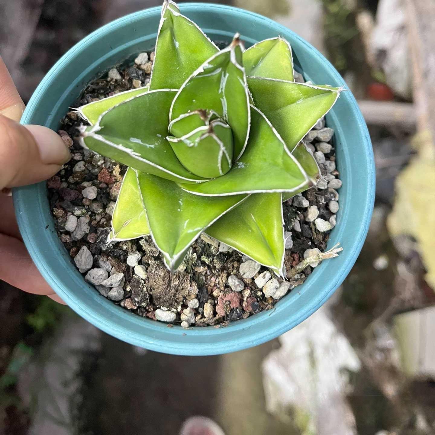 4-5cm Agave victoriae-reginae 'Super Wide'（tissue culture