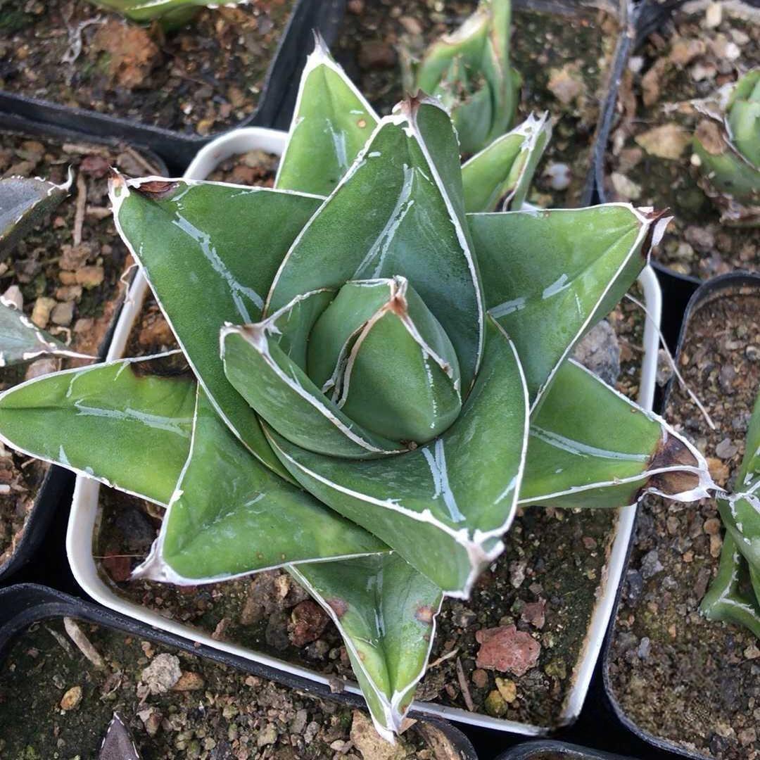 4-14cm Agave victoriae-reginae 'Super Wide'