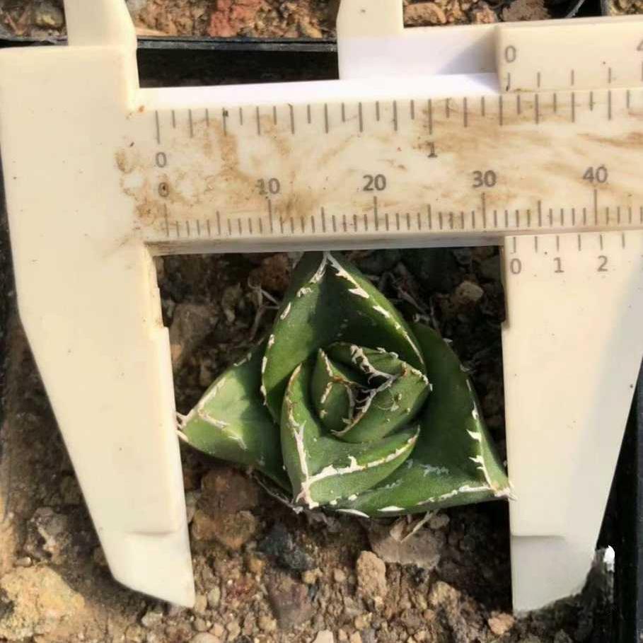 4-14cm Agave victoriae-reginae 'Super Wide'（tissue culture）