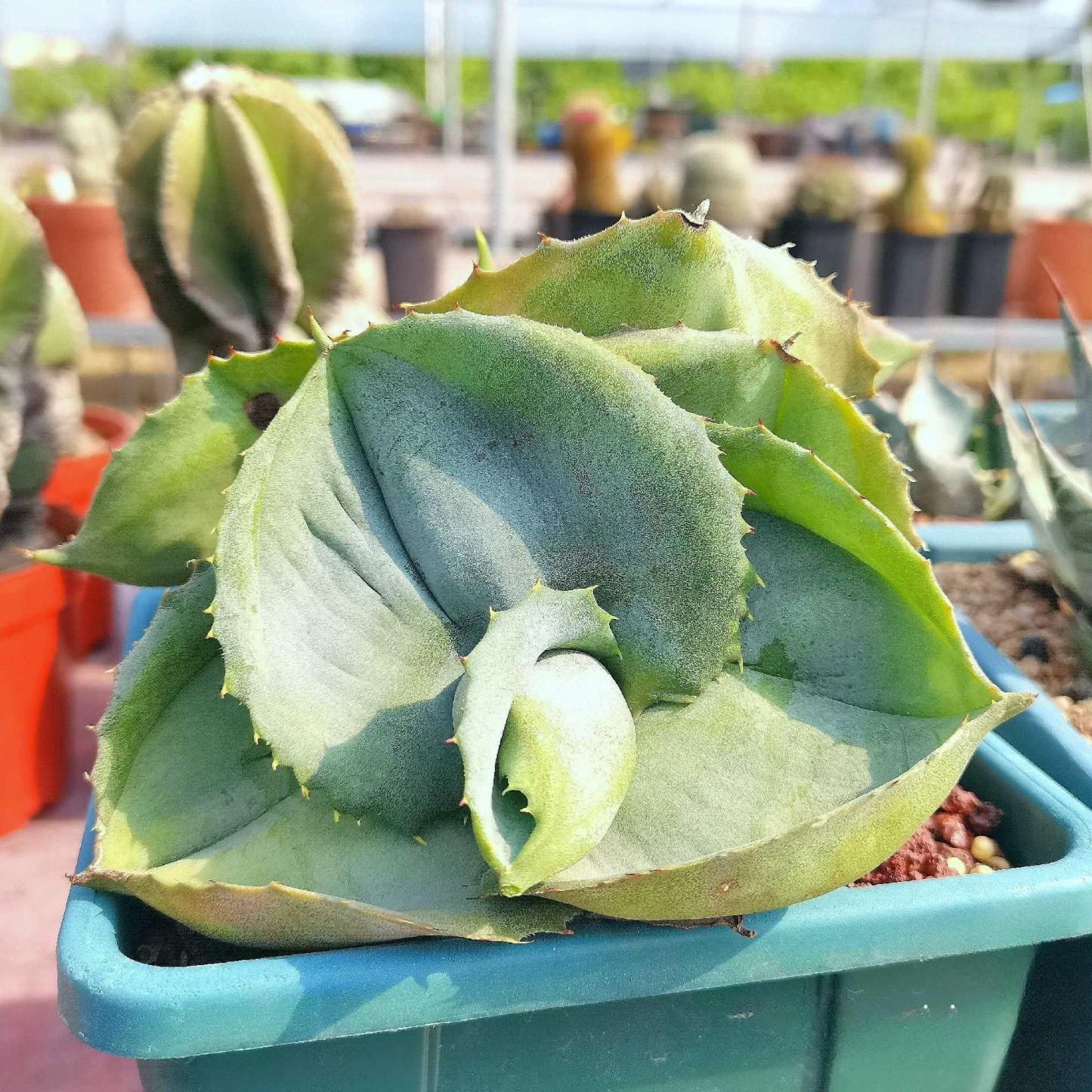 5-10cm Agave marmorata 