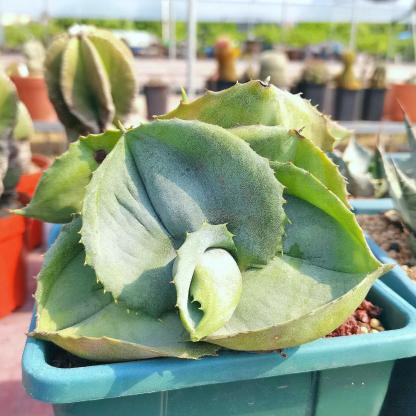 5-10cm Agave marmorata 