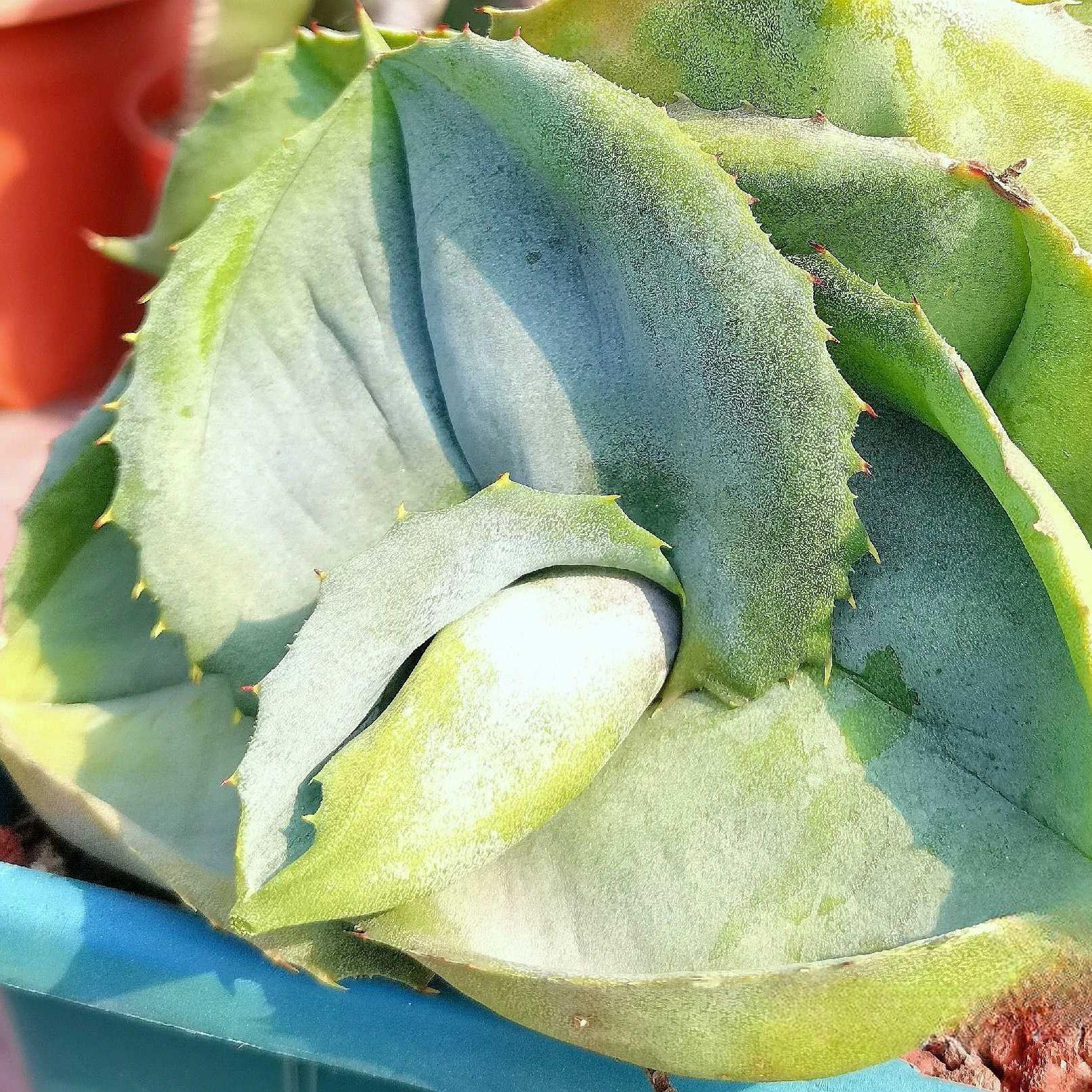 5-10cm Agave marmorata 