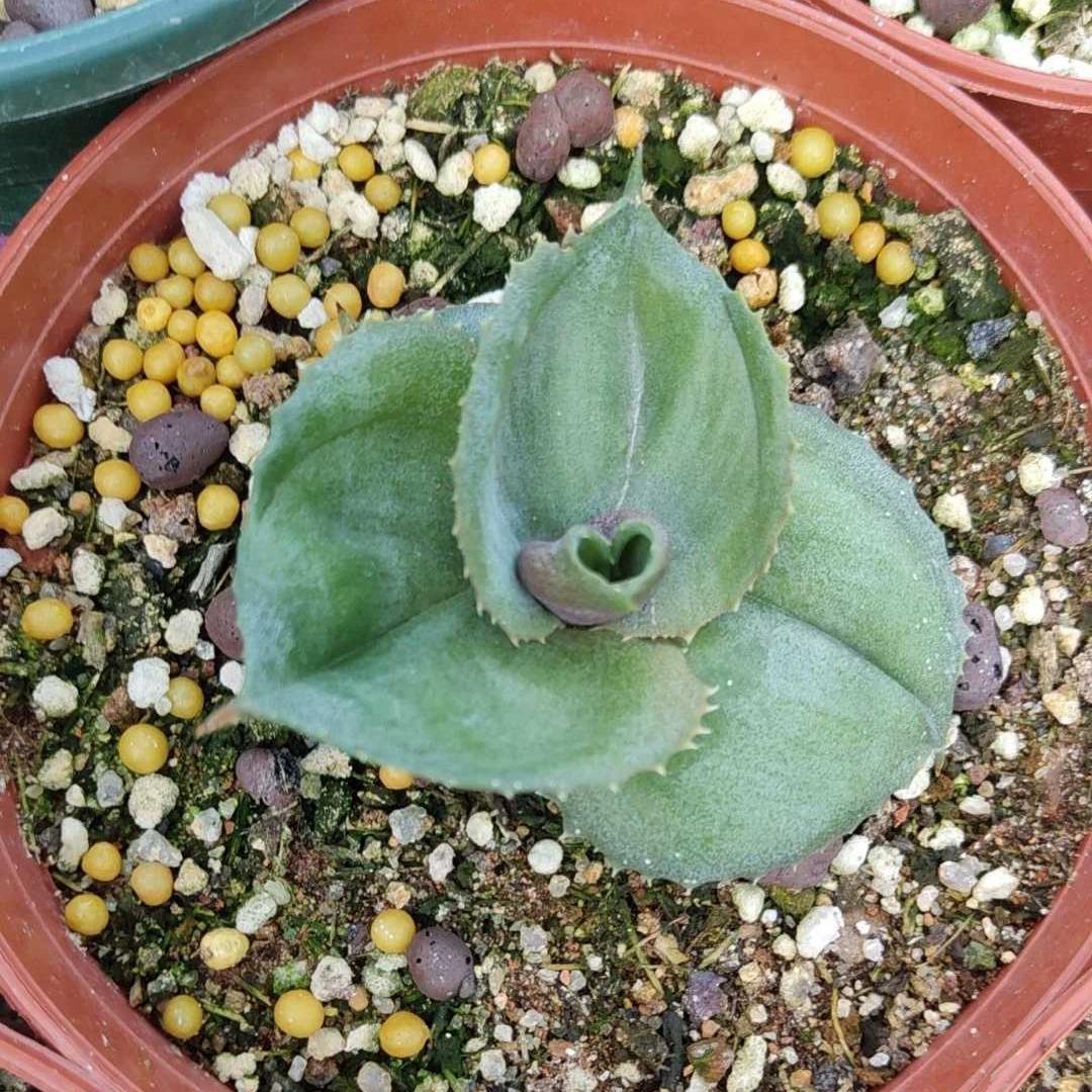 5-10cm Agave marmorata 