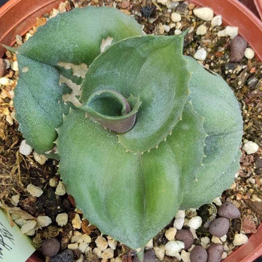 5-10cm Agave marmorata 