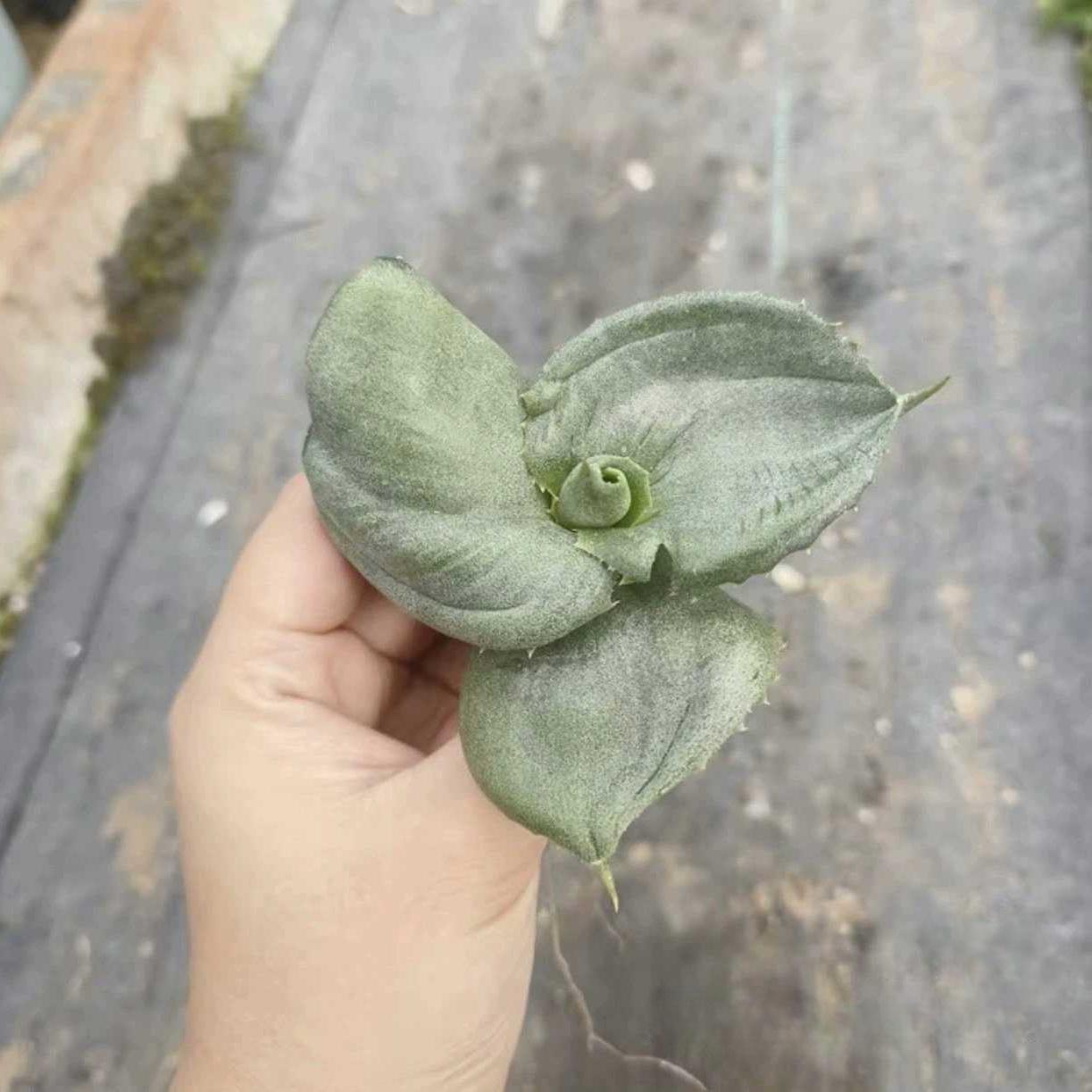 5-10cm Agave marmorata 