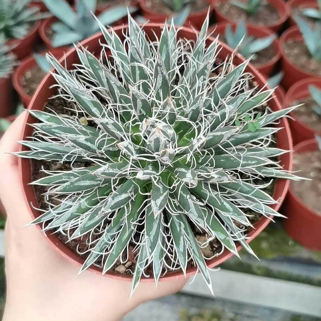5-7cm Agave toumeyana subsp. bella（tissue culture）