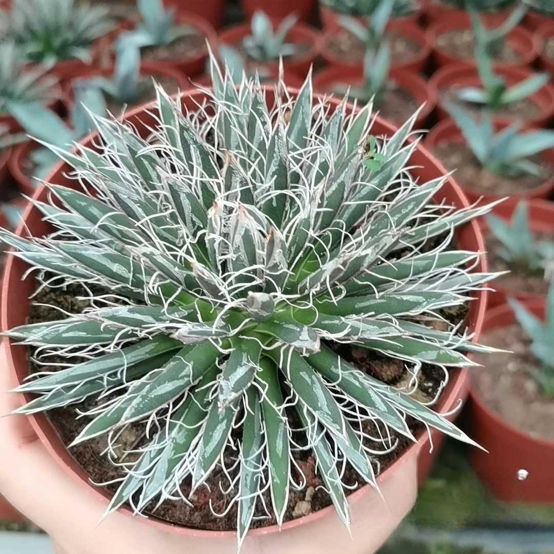 5-7cm Agave toumeyana subsp. bella（tissue culture）