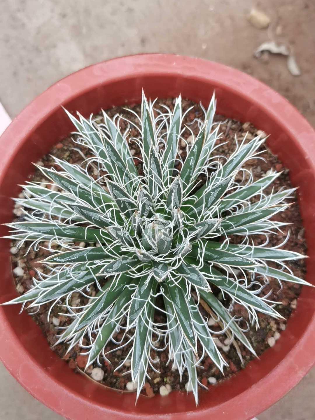 5-7cm Agave toumeyana subsp. bella（tissue culture）