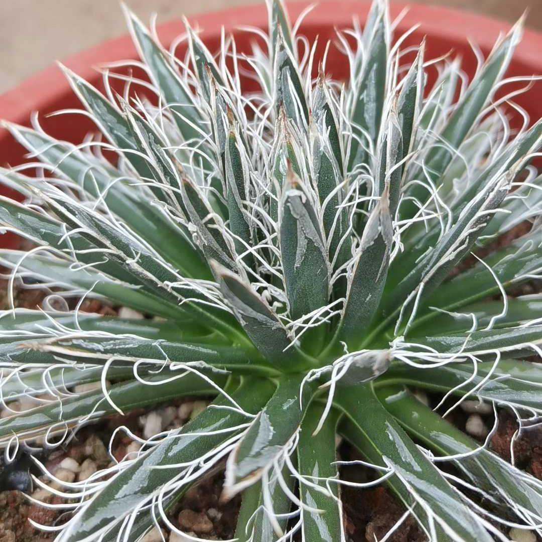 5-7cm Agave toumeyana subsp. bella（tissue culture）