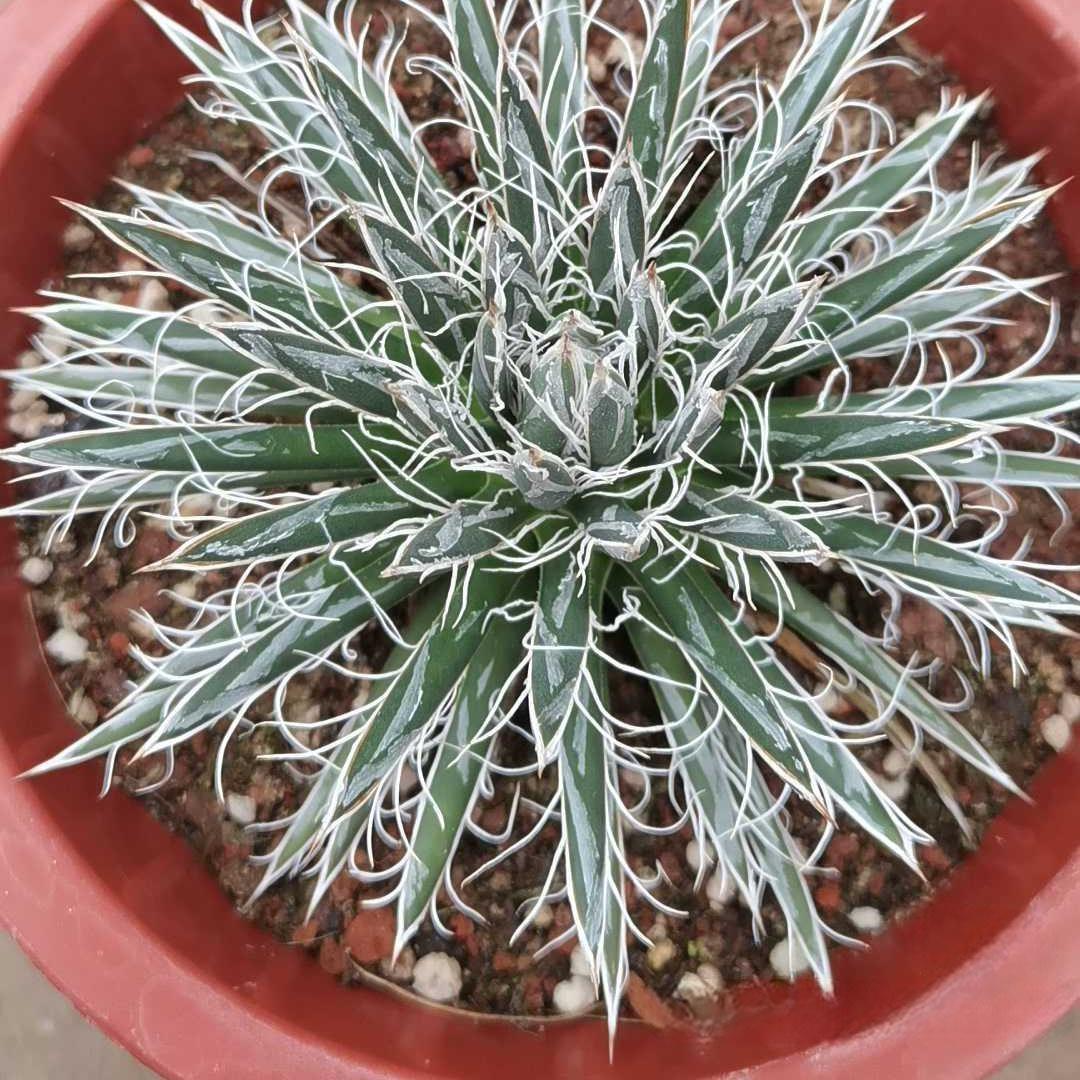 8-10cm Agave toumeyana subsp. bella（subadult）