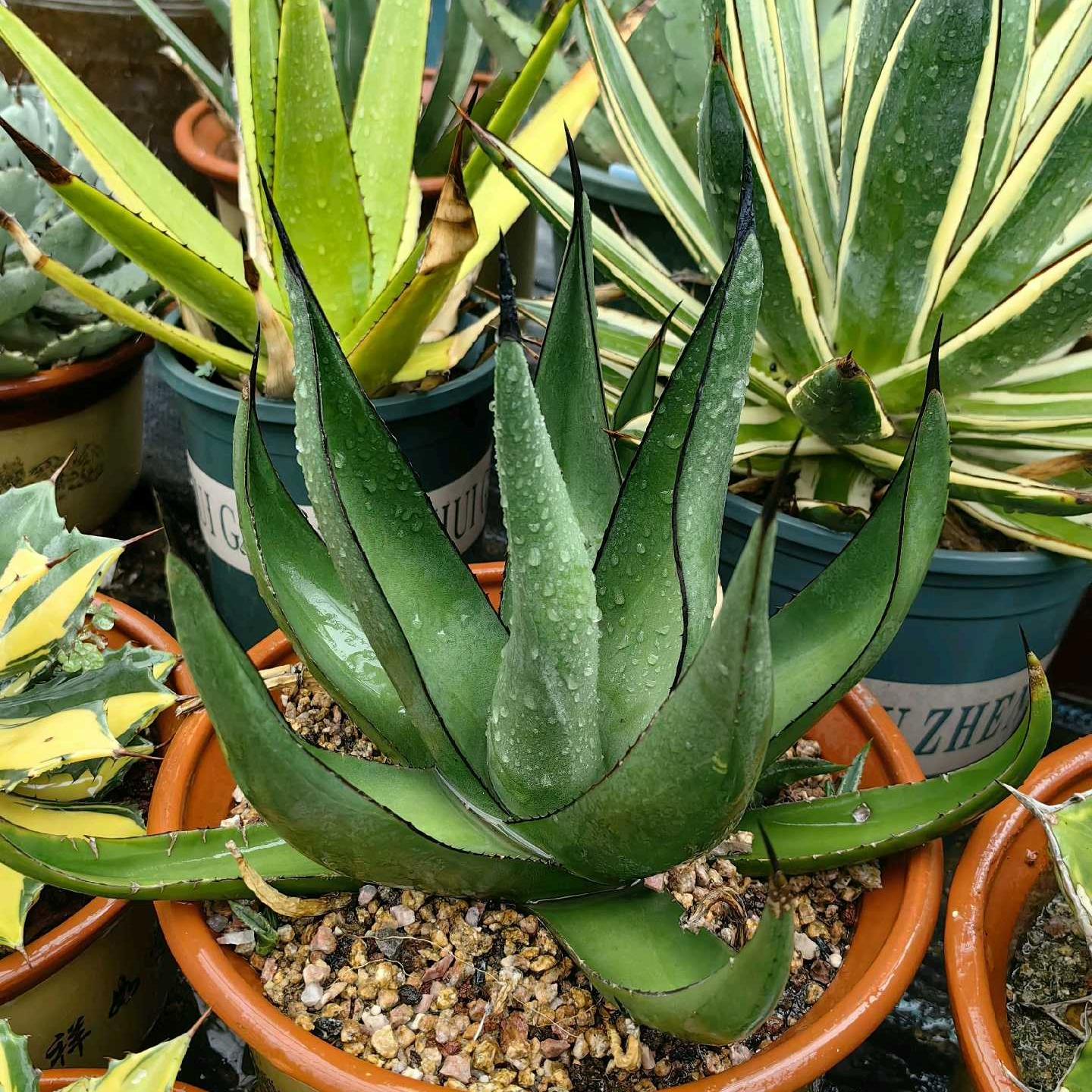 4-12cm Agave 'Shark skin'