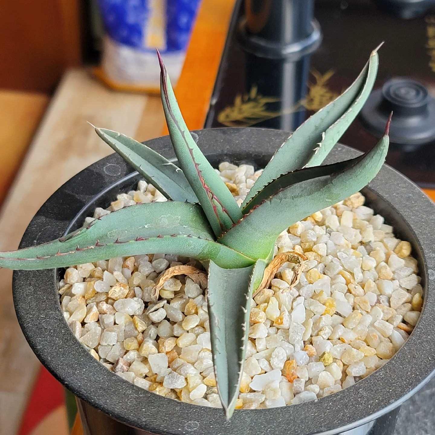 4-12cm Agave 'Shark skin'