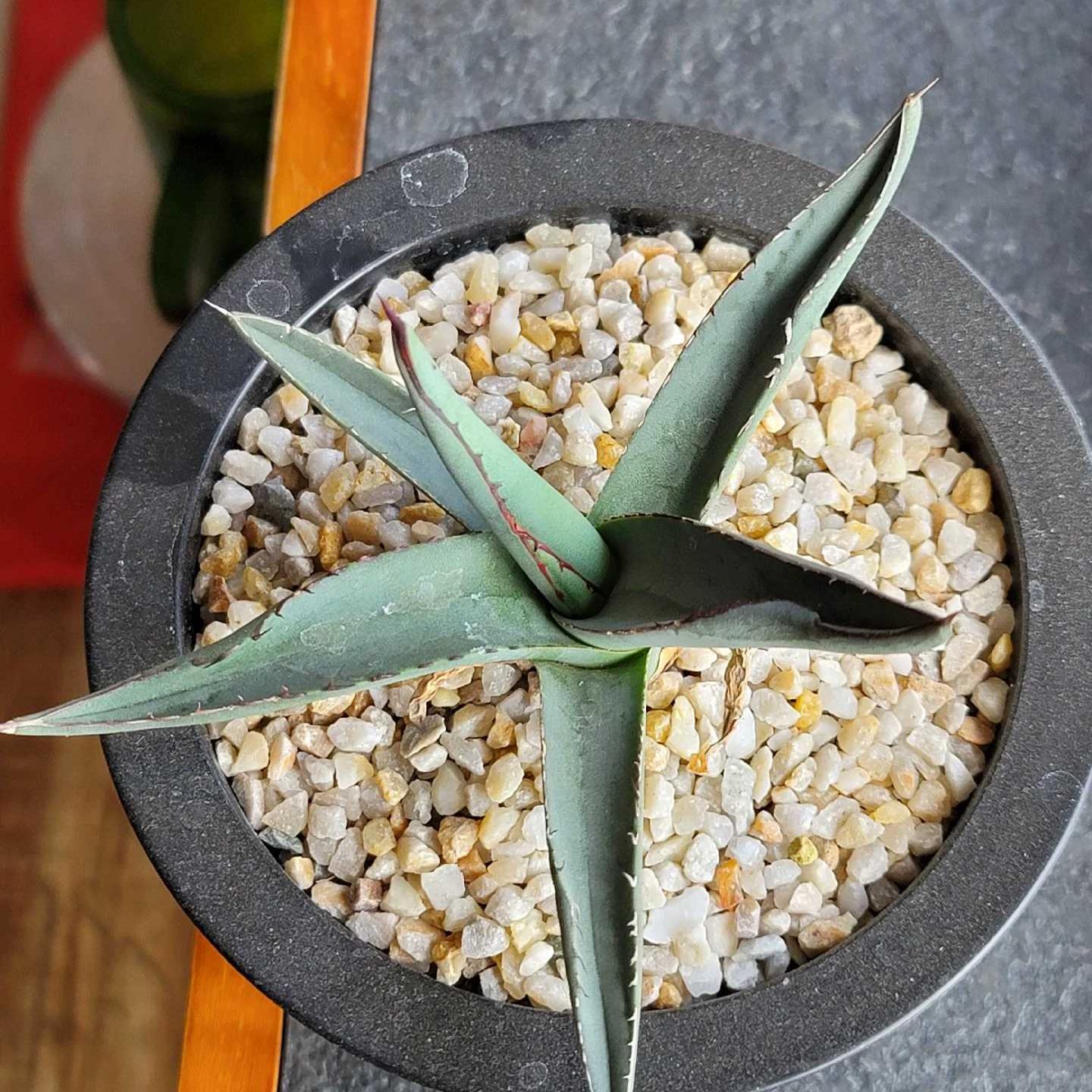 4-12cm Agave 'Shark skin'