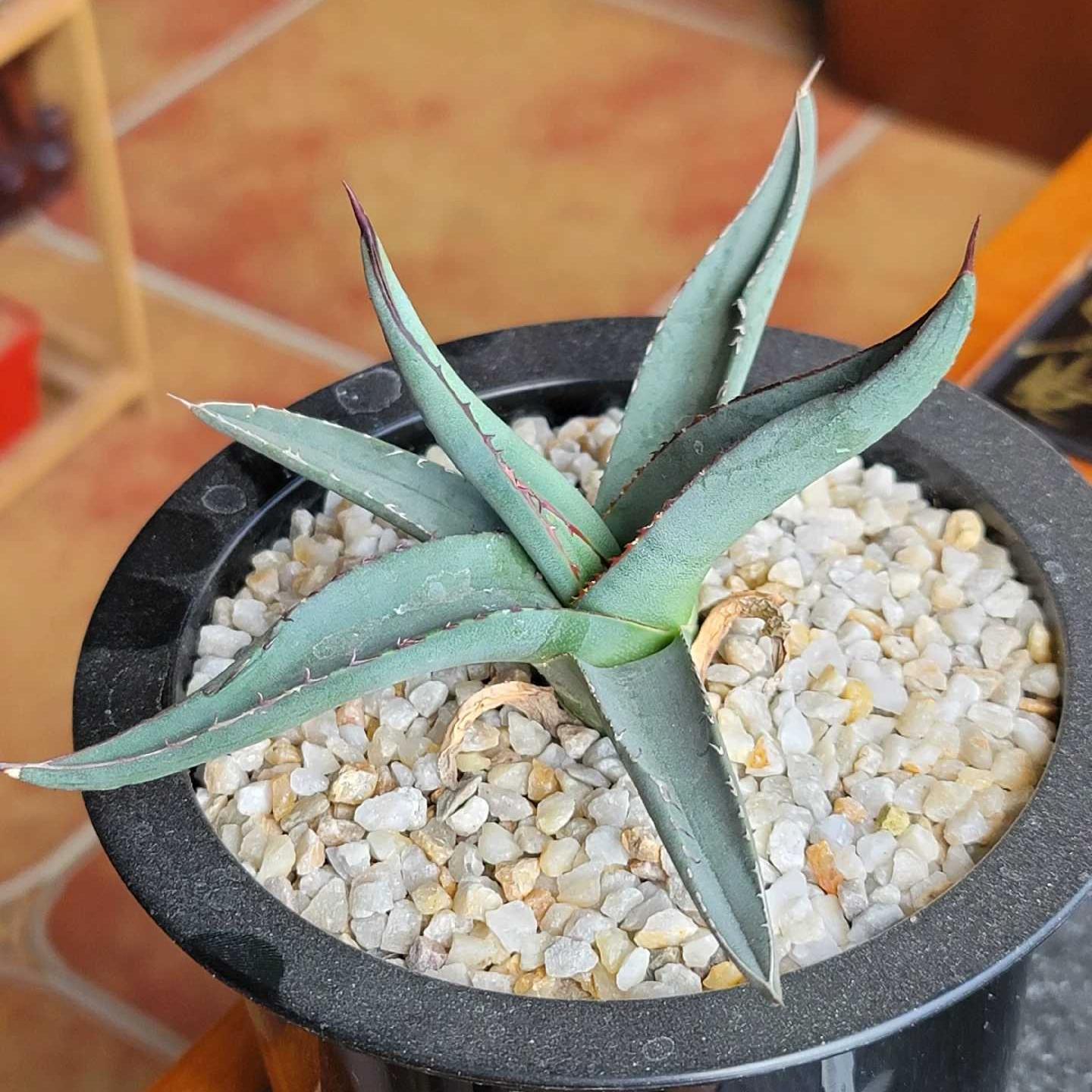 4-12cm Agave 'Shark skin'