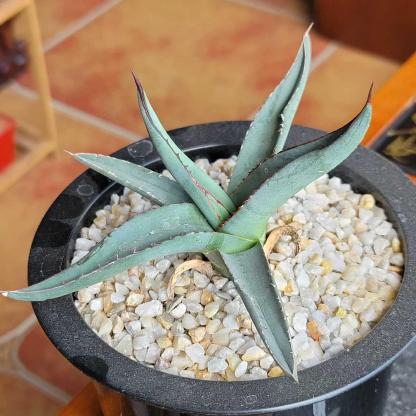 4-12cm Agave 'Shark skin'