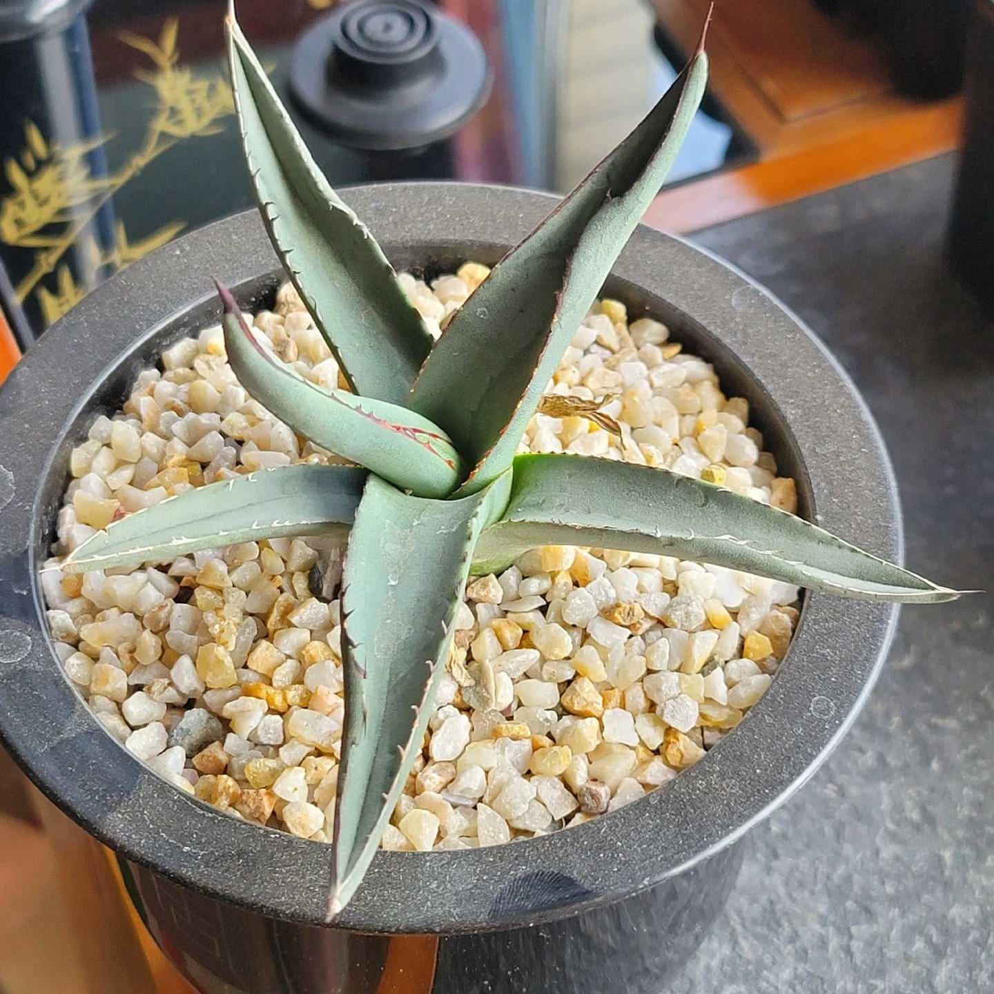 4-12cm Agave 'Shark skin'