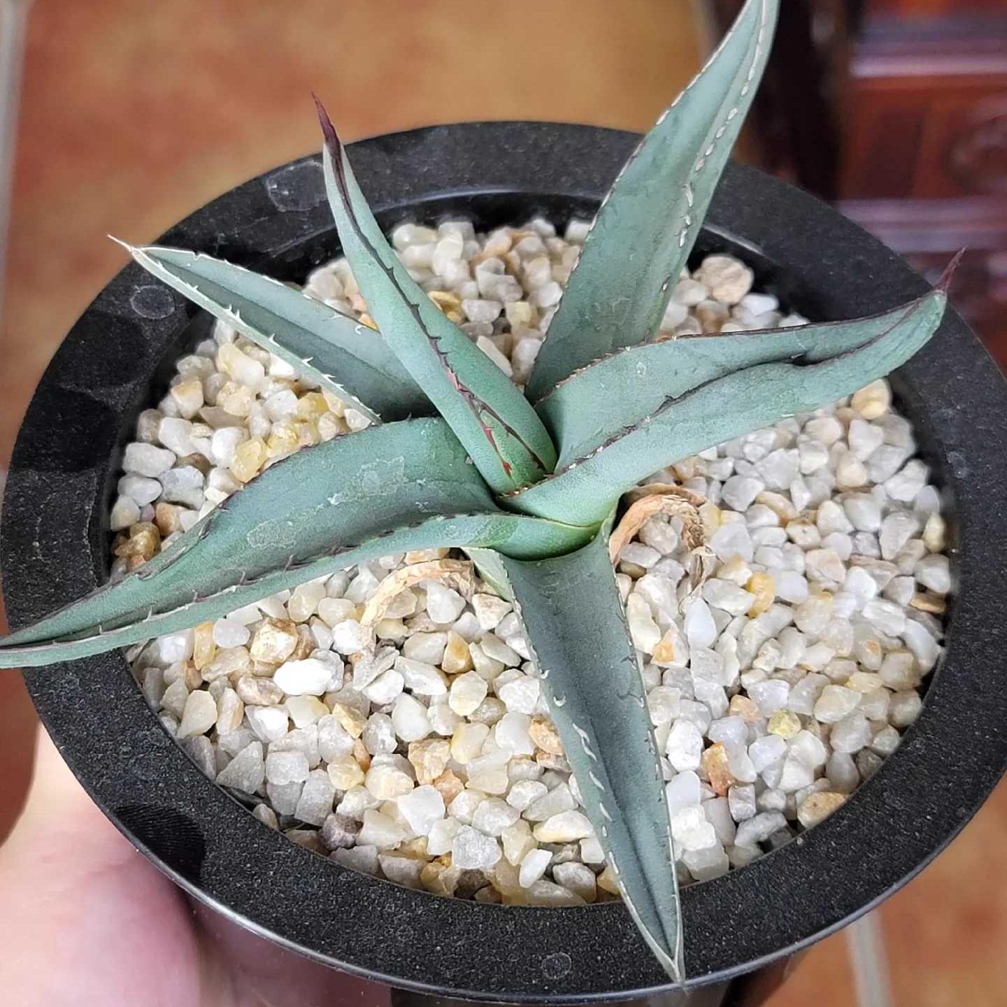 4-12cm Agave 'Shark skin'