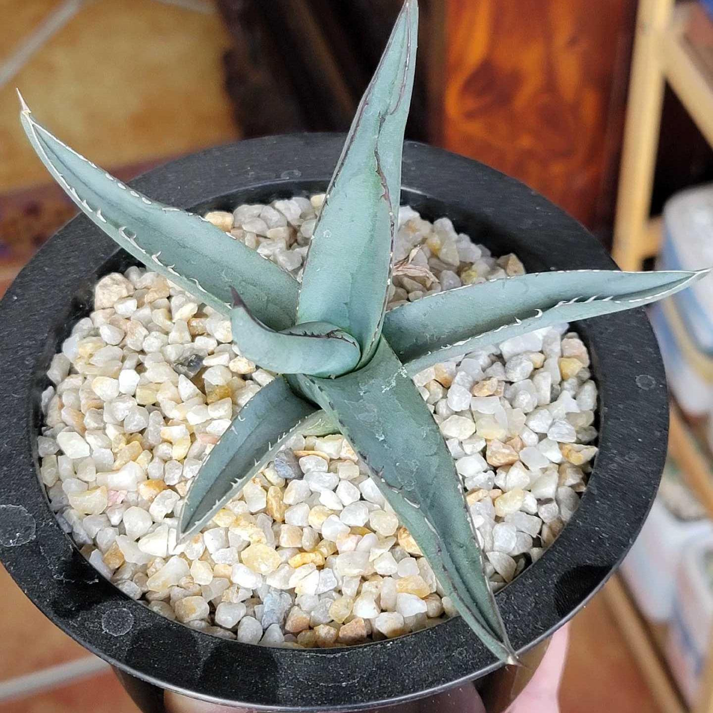 4-12cm Agave 'Shark skin'