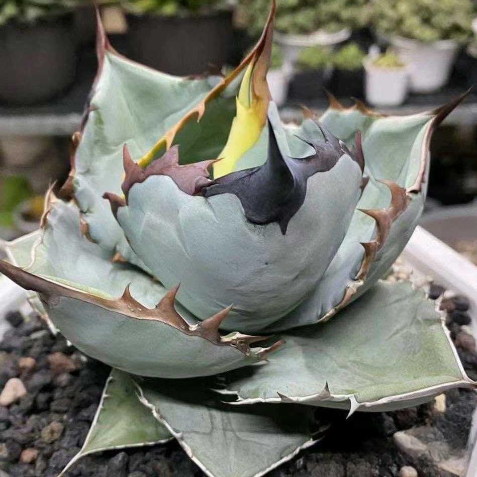 5-7cm Agave Titanota 'Panda